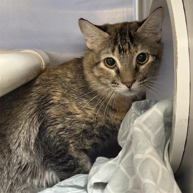 Glimps - Domestic Medium Hair