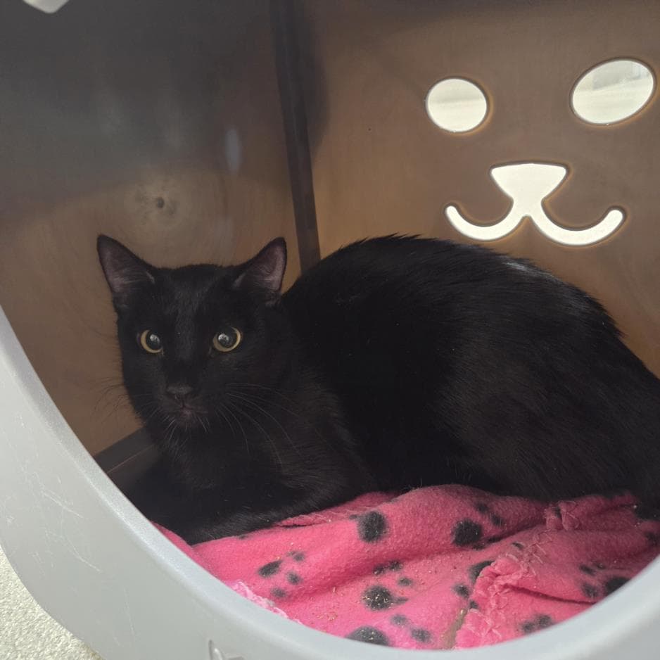 Ethel - Domestic Short Hair