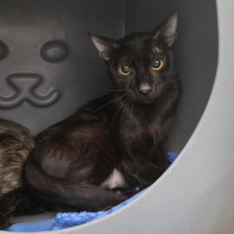 Chloe - Domestic Short Hair