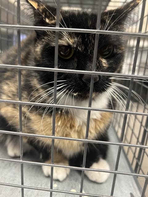 Gracie - Domestic Short Hair
