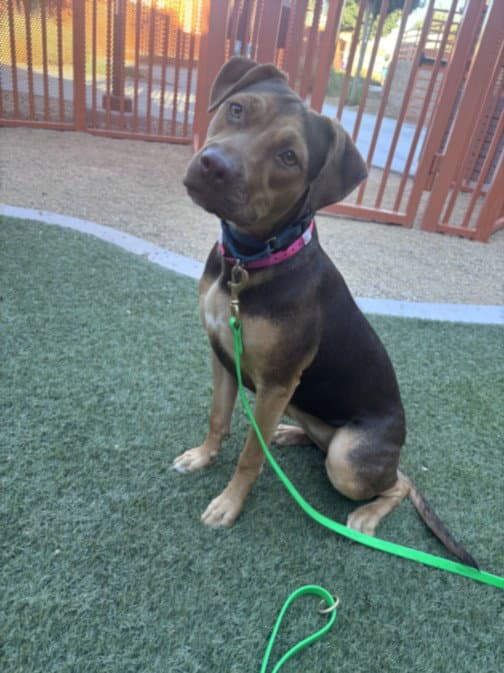 Espresso Bean - Rhodesian Ridgeback