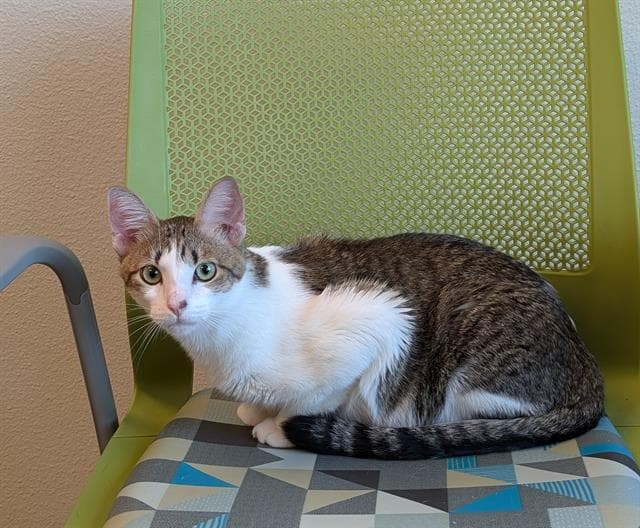 Left Eye - Domestic Short Hair