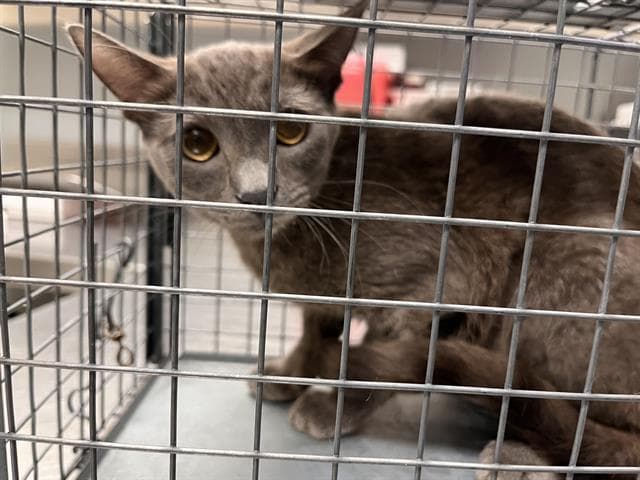 Skai - Domestic Short Hair