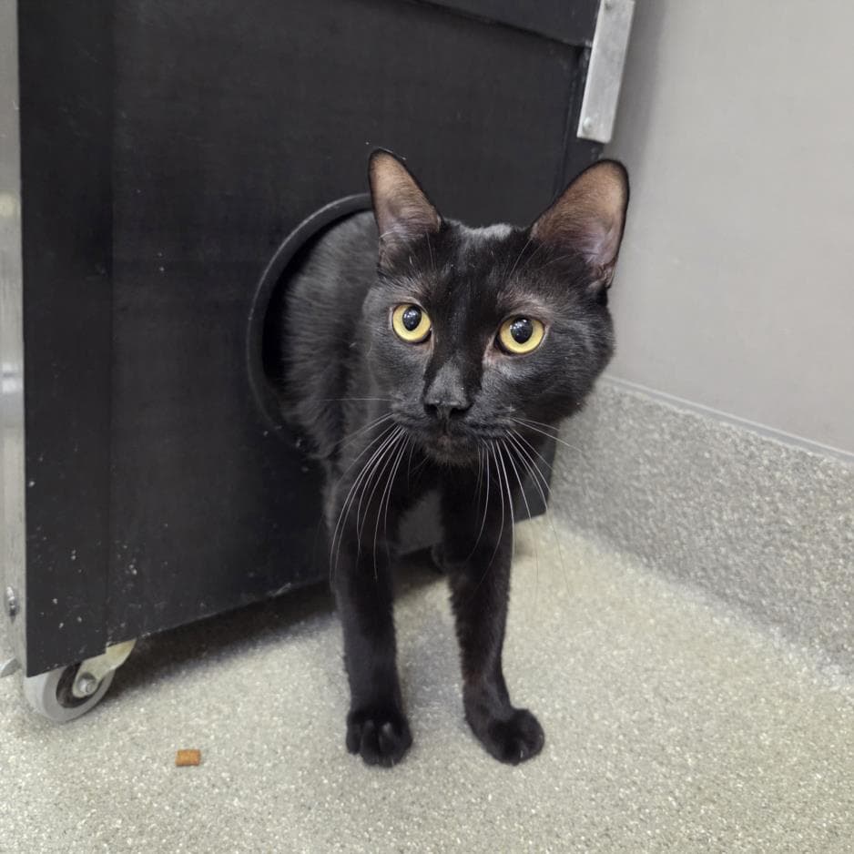 Cypher - Domestic Short Hair