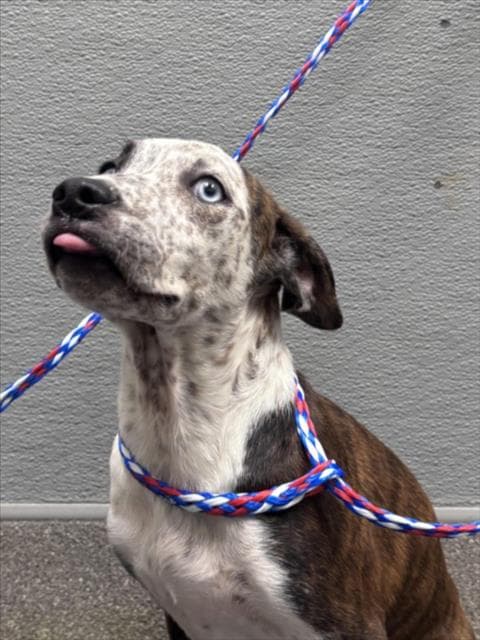 Princess - Pit Bull Terrier