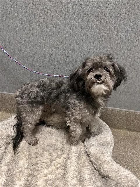Dumbo - Shih Tzu