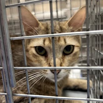 Chacha - Domestic Short Hair