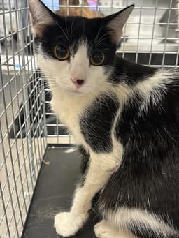Callie image 1