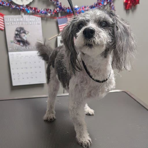 Cassidy - Terrier