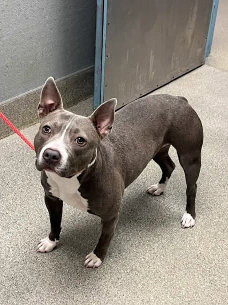 Mona - Pit Bull Terrier