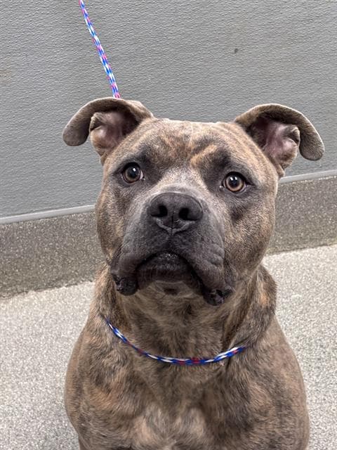 Ryu - Pit Bull Terrier