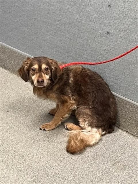 Scooby - Cocker Spaniel