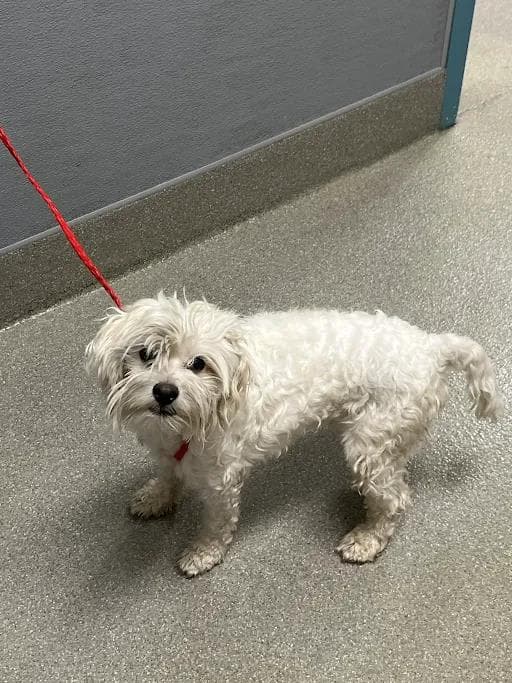 Scruff A Luff - Poodle (Miniature)
