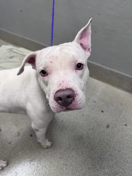 Ghost Supreme - Pit Bull Terrier