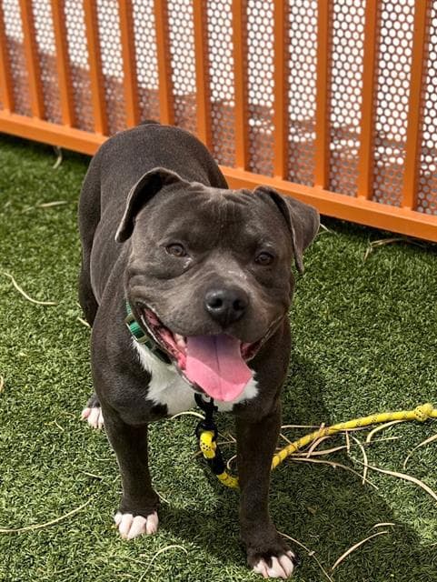 Kapone - Pit Bull Terrier