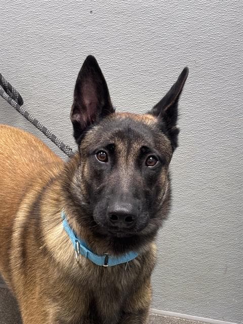 Dustyn - Belgian Shepherd Malinois