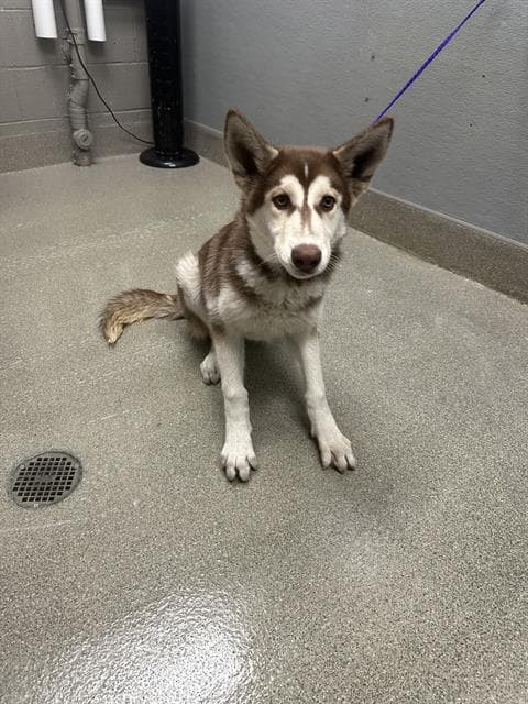 Cream Puff - Siberian Husky