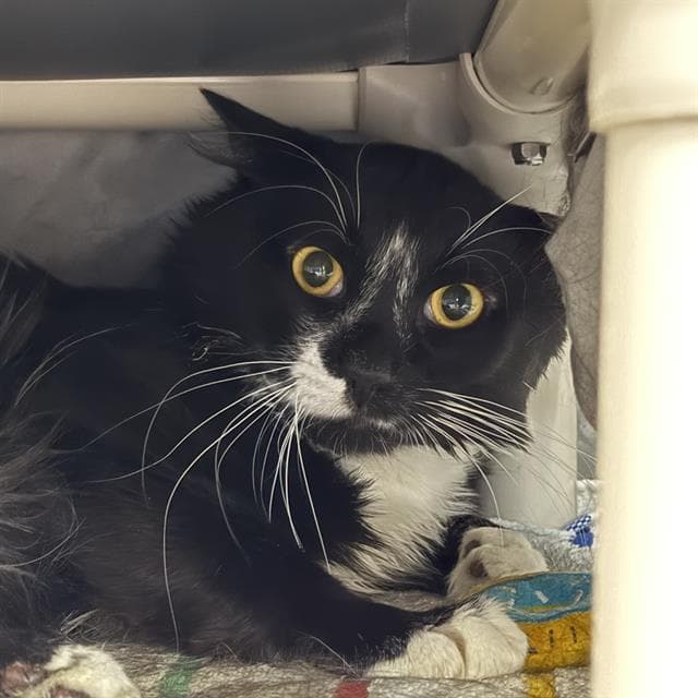 Loki - Domestic Short Hair