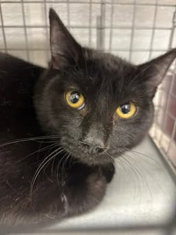 Oliver image 1