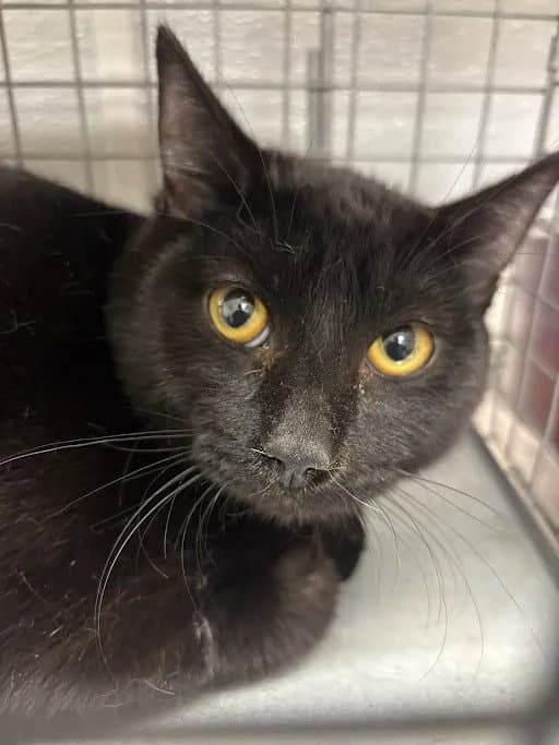 Oliver - Domestic Short Hair