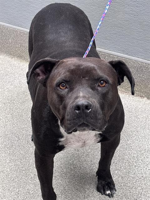 Dusty Rose - Pit Bull Terrier