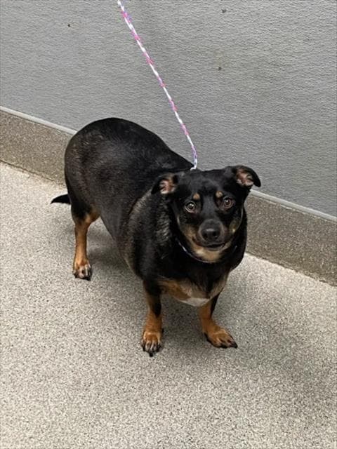 Jack - Chihuahua