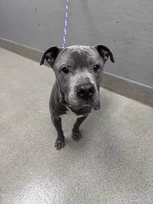 Maroon - Pit Bull Terrier