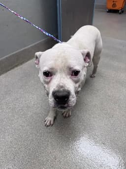 Hank image 1