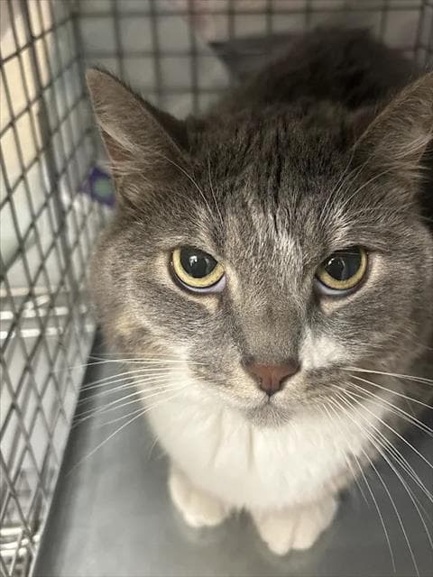 Doja - Domestic Short Hair