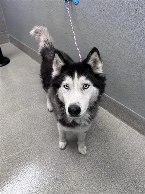 Roxy - Siberian Husky