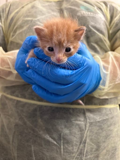 Pumpkin - Domestic Short Hair