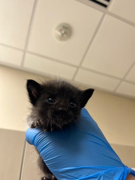 Blue - Domestic Short Hair