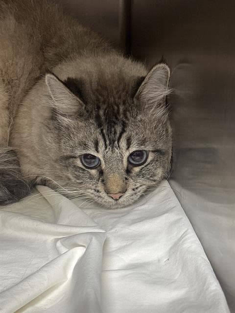 Borcheese - Domestic Medium Hair