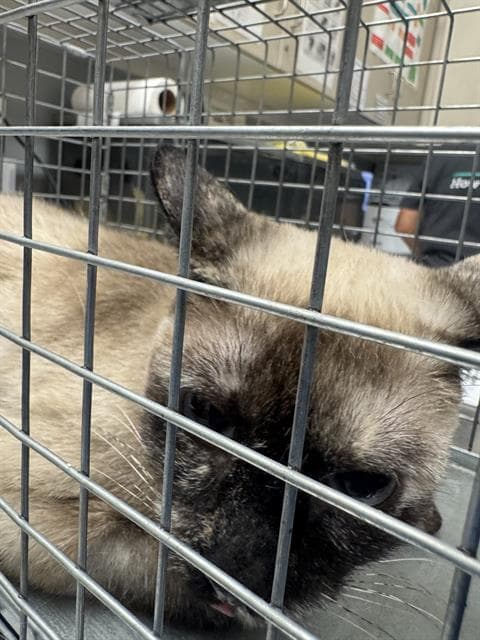 Pasha - Siamese