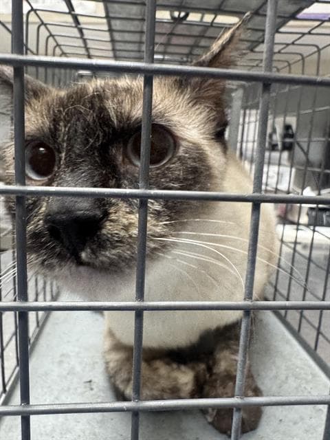 Tabitha Twitchit - Siamese