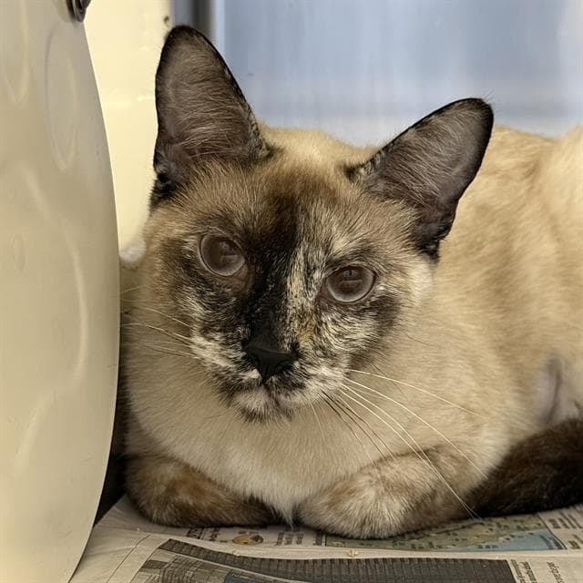 Pansy - Siamese