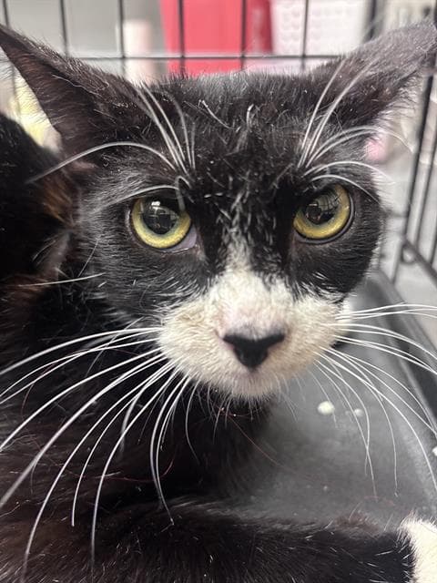 Raisin - Domestic Short Hair