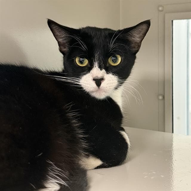 Raisin - Domestic Short Hair