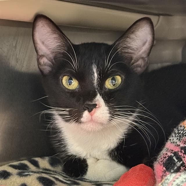 Boba - Domestic Short Hair