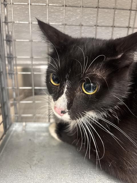 Godiva - Domestic Short Hair