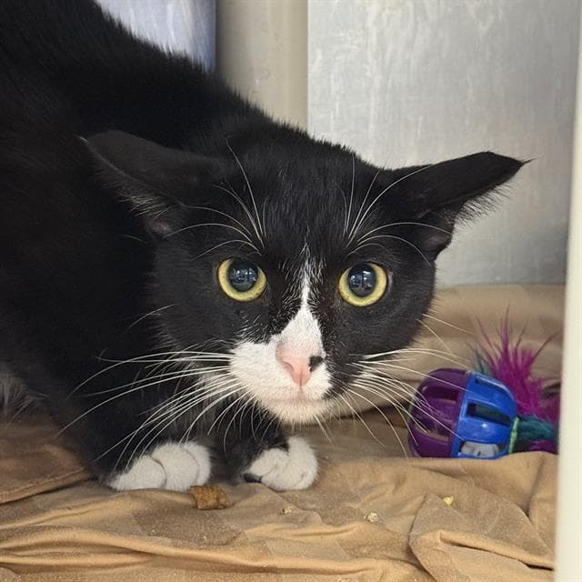 Godiva - Domestic Short Hair