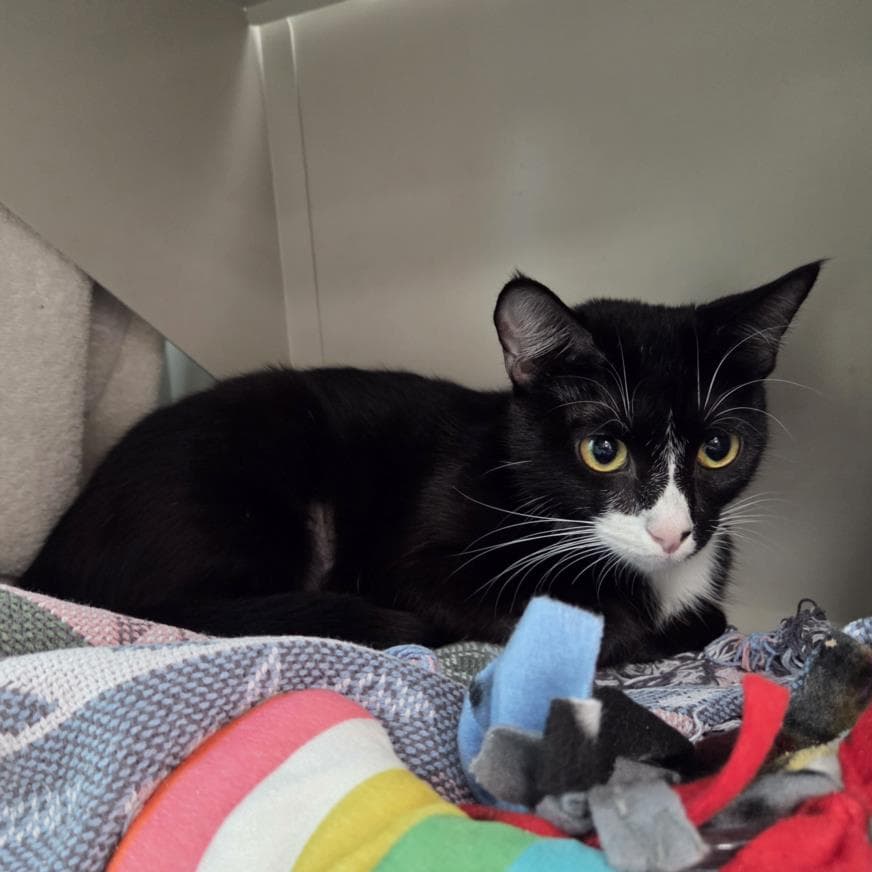 Godiva - Domestic Short Hair