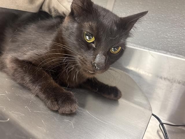 Farrah - Domestic Short Hair