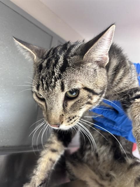 Snickers - Domestic Short Hair