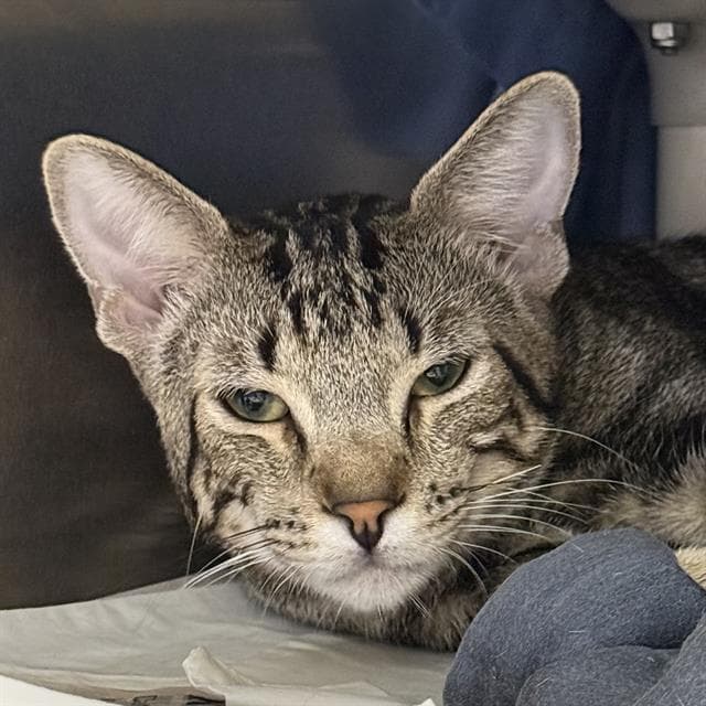Snickers - Domestic Short Hair