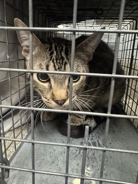 Amos - Domestic Short Hair