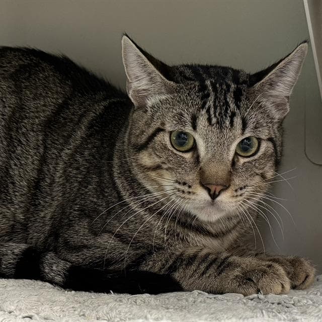 Amos - Domestic Short Hair