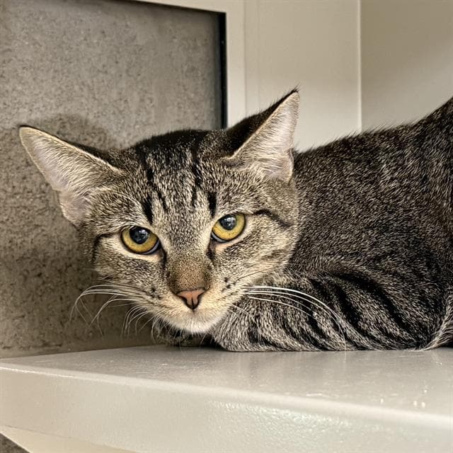 Tootsie - Domestic Short Hair