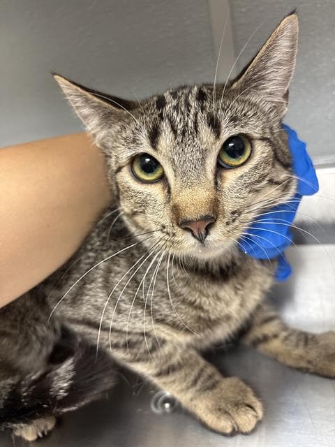 Cheshire Cat - Domestic Short Hair