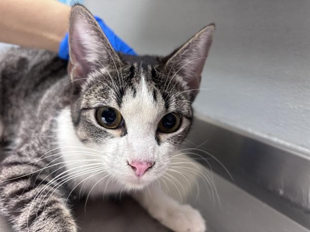 Petunia - Domestic Short Hair